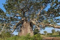 Beautiful and huge Baobab at Kissama National Park Ã¢â¬â Angola.